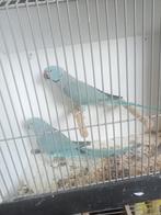 Mooi koppel halsbanden, Dieren en Toebehoren, Vogels | Parkieten en Papegaaien, Meerdere dieren, Parkiet