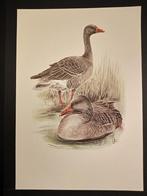 Grauwe Gans, Verzenden, 1980 tot heden, Zo goed als nieuw, Dier