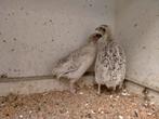 Mooi koppel Japanse kwartels., Meerdere dieren, Tropenvogel