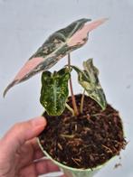 Alocasia Nobilis Pink Variegata p12, Huis en Inrichting, Kamerplanten, Ophalen of Verzenden, Halfschaduw, Minder dan 100 cm
