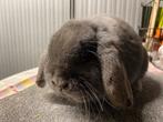 Lieve NHD rammetje, Dieren en Toebehoren, Konijnen, Mannelijk, Dwerg
