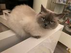 Ragdoll poes 4 jaar oud te koop, Dieren en Toebehoren, Katten en Kittens | Raskatten | Langhaar, Poes