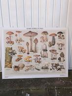 Oude Engelse schoolplaat Some edible fungi, Antiek en Kunst, Antiek | Schoolplaten, Natuur en Biologie, Ophalen of Verzenden