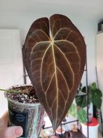 Anthurium yellow spider stemcutting, Huis en Inrichting, Kamerplanten, Ophalen of Verzenden, Halfschaduw, Minder dan 100 cm