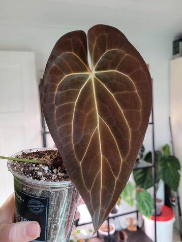 Anthurium yellow spider stemcutting  beschikbaar voor biedingen
