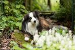 Border collie dek reu met stamboom. Zeldzame blue brindle!, Particulier, Rabiës (hondsdolheid), 3 tot 5 jaar, Reu