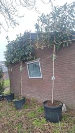 leibomen, Ophalen, Bloeit niet, Leiboom, Halfschaduw