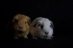 Wit california baby beertje, Dieren en Toebehoren, Cavia, Mannelijk, November, Tam
