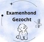 Examenhond gezocht  ✂️