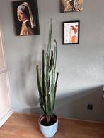 Grote Euphorbia plant, Huis en Inrichting, Ophalen, Vetplant, Halfschaduw, In pot