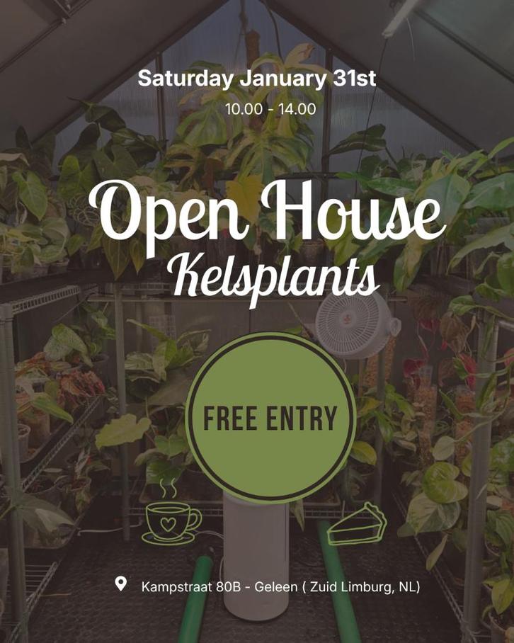 Open House Kelsplants, Huis en Inrichting, Kamerplanten, Minder dan 100 cm, Halfschaduw, Ophalen