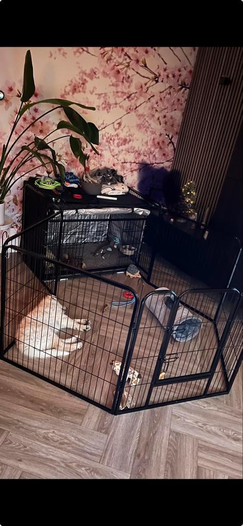 Puppyren, Dieren en Toebehoren, Hondenbenches, Zo goed als nieuw, Ophalen of Verzenden