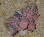 Baby agapornissen HANDTAM dwergpapagaai, Dieren en Toebehoren, Meerdere dieren, Dwergpapegaai of Agapornis, Tam