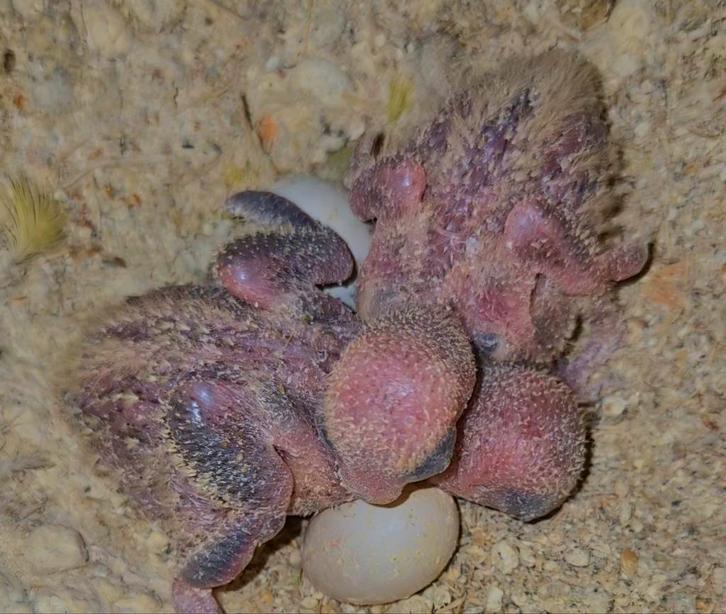 Baby agapornissen HANDTAM dwergpapagaai, Dieren en Toebehoren, Vogels | Parkieten en Papegaaien, Dwergpapegaai of Agapornis, Meerdere dieren