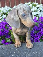 Teckel dwerg korthaar pups, Dieren en Toebehoren, Honden | Teckels en Dashonden, CDV (hondenziekte), 8 tot 15 weken, Korthaar