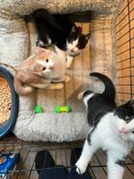 Lieve 2de kans kittens te koop!, Dieren en Toebehoren, Katten en Kittens | Overige Katten, Meerdere dieren