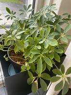 Schefflera plant, Tuin en Terras, Planten | Tuinplanten, Overige soorten, Vaste plant, Ophalen of Verzenden, Bloeit niet