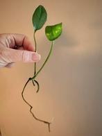 stekjes box met 6 mooie gewortelde stekken voor 10 euro, Ophalen of Verzenden, Halfschaduw, Minder dan 100 cm