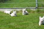 West higland white terrier pups, Particulier, Rabiës (hondsdolheid), 15 weken tot 1 jaar, Overige rassen