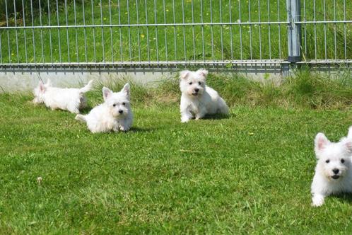 West higland white terrier pups, Dieren en Toebehoren, Honden | Jack Russells en Terriërs, Meerdere dieren, Overige rassen, Particulier