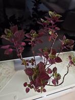 Siernetel plant, Ophalen, Halfschaduw, Minder dan 100 cm