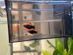 2 stuks platy tuxedo, Dieren en Toebehoren, Vis