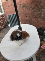 pikenees dekreutje 3 kleur, Dieren en Toebehoren, Honden | Chihuahua's en Gezelschapshonden, Rabiës (hondsdolheid), Reu, Eén hond