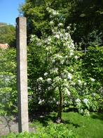 monumentale appelboom Elstar en perenboom Conference, Tuin en Terras, Planten | Fruitbomen, Ophalen, 250 tot 400 cm, Overige soorten