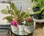 Orchideeën & Cactussen Kamerplanten Set, Ophalen, Halfschaduw, Minder dan 100 cm, Bloeiende kamerplant