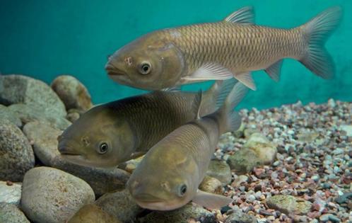 Graskarpers, goudzeelt, groene zeelt, goud- en blauwe winde, Dieren en Toebehoren, Vissen | Vijvervissen, Karper of Koi