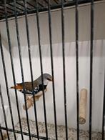 Diamant vink, Dieren en Toebehoren, Vrouwelijk, Tropenvogel