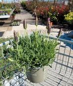 Vlinder lavendel (Lavandula stoechas), Tuin en Terras, Planten | Tuinplanten, Ophalen
