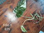 Monstera variegata stekken, Ophalen of Verzenden, Overige soorten, Minder dan 100 cm