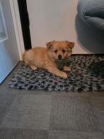 Prachtige pomchi pups tekoop, Dieren en Toebehoren, Keeshond, 8 tot 15 weken, Meerdere, Meerdere dieren