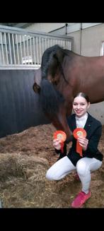 Gevorderde ruiter zoekt bijrijdpaard, Ophalen of Verzenden