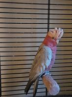 Papagaai, Mannelijk, Papegaai, Pratend