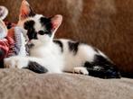 Lief boerderij poesje (meisje) zoekt een thuis., Dieren en Toebehoren, Katten en Kittens | Overige Katten, Poes, Kortharig, 0 tot 2 jaar