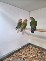 Jongen roseicollis, Dieren en Toebehoren, Meerdere dieren, Dwergpapegaai of Agapornis, Geringd