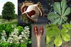 Wilde kastanje, Overige soorten, Lente, 100 tot 250 cm, Ophalen