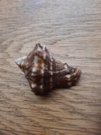 Schelp. 4 centimeter, Verzenden, Schelp(en)