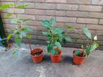 3 stuks Ficus Religiosa, Ophalen, Ficus, Halfschaduw, In pot
