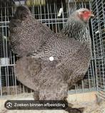 Gezocht Brahma Meerzomig Zilverpatrijs, Dieren en Toebehoren, Pluimvee, Meerdere dieren, Kip