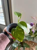 Epipremnum aureum stek, Overige soorten, In pot, Minder dan 100 cm, Groene kamerplant