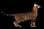 Bengaal  Deckkater Champion Brown, Silver, Dieren en Toebehoren, Katten en Kittens | Dekkaters, 0 tot 2 jaar
