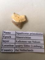 Haaientand uit Sibbergroeve: Squalicorax pristodontus, Verzamelen, Mineralen en Fossielen, Ophalen of Verzenden, Fossiel