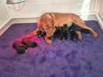 Te koop Boulab pups uit huis/woonkamer, 8 tot 15 weken, Labrador retriever, Parvo, Meerdere