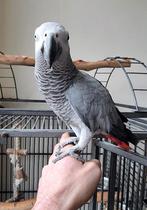 Lieve tamme grijze roodstaart Coco, Dieren en Toebehoren, Vrouwelijk, Papegaai, Tam