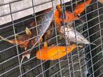 Complete koivijver, Dieren en Toebehoren, Vissen | Vijvervissen, Karper of Koi