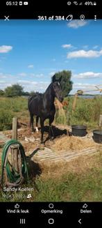 Stalhulp aangeboden, Dieren en Toebehoren, Stalling en Weidegang