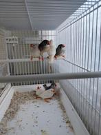 Zebravinken, Dieren en Toebehoren, Vogels | Overige Vogels, Meerdere dieren